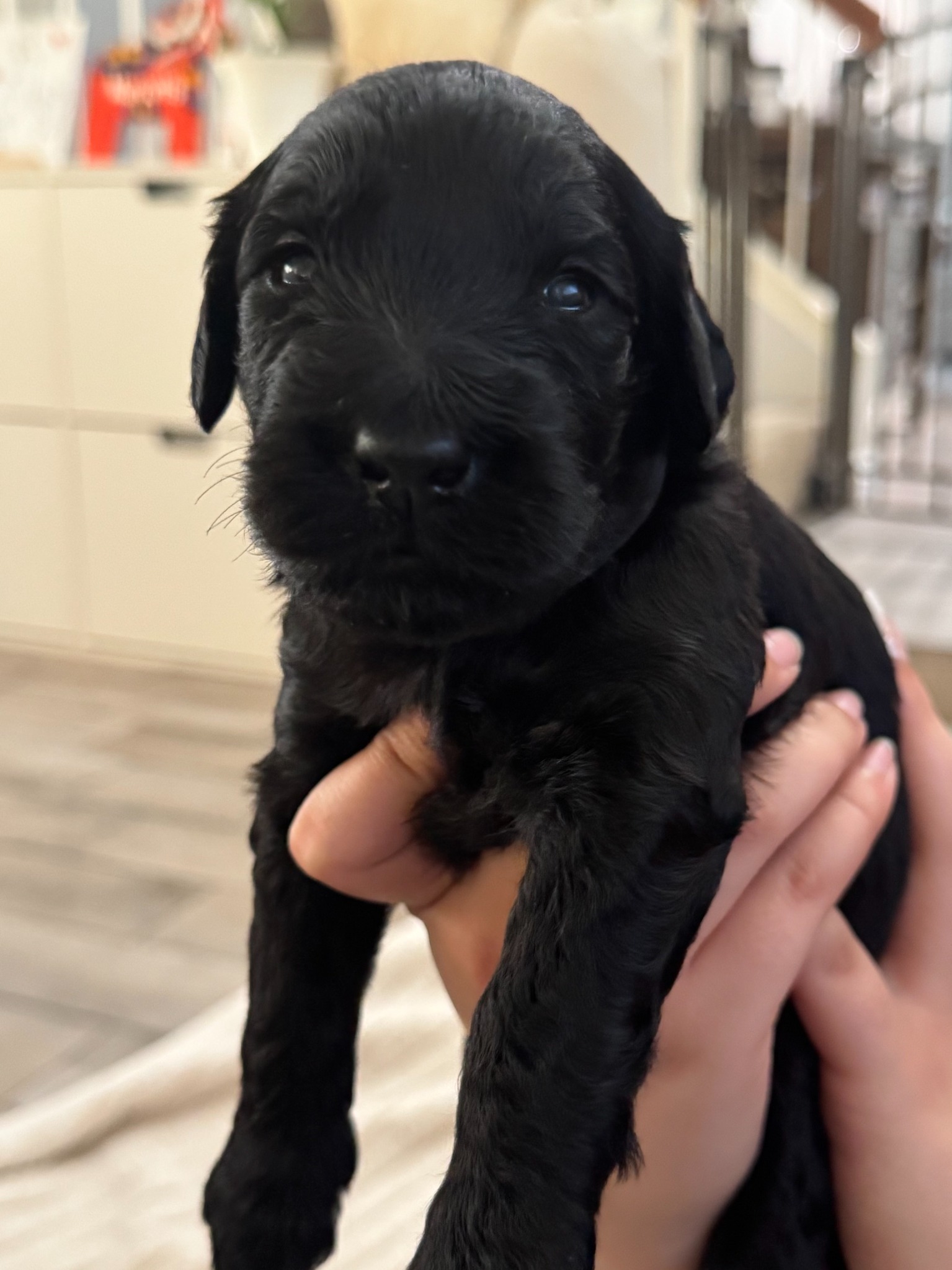 Dark Green Boy Giant Schnoodle puppy
